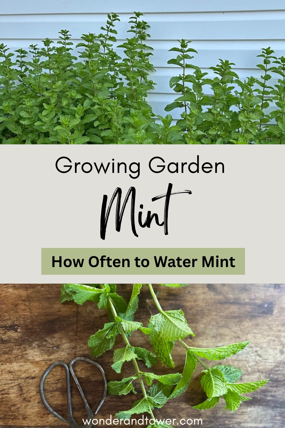How Often to Water Mint