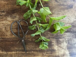 how often to water mint