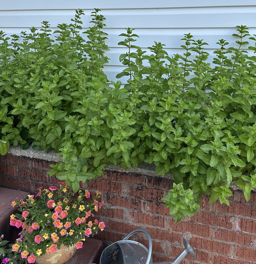 how often to water mint indoors