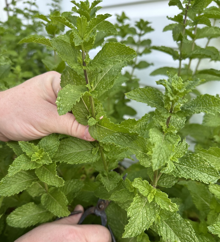 how often to water mint plant