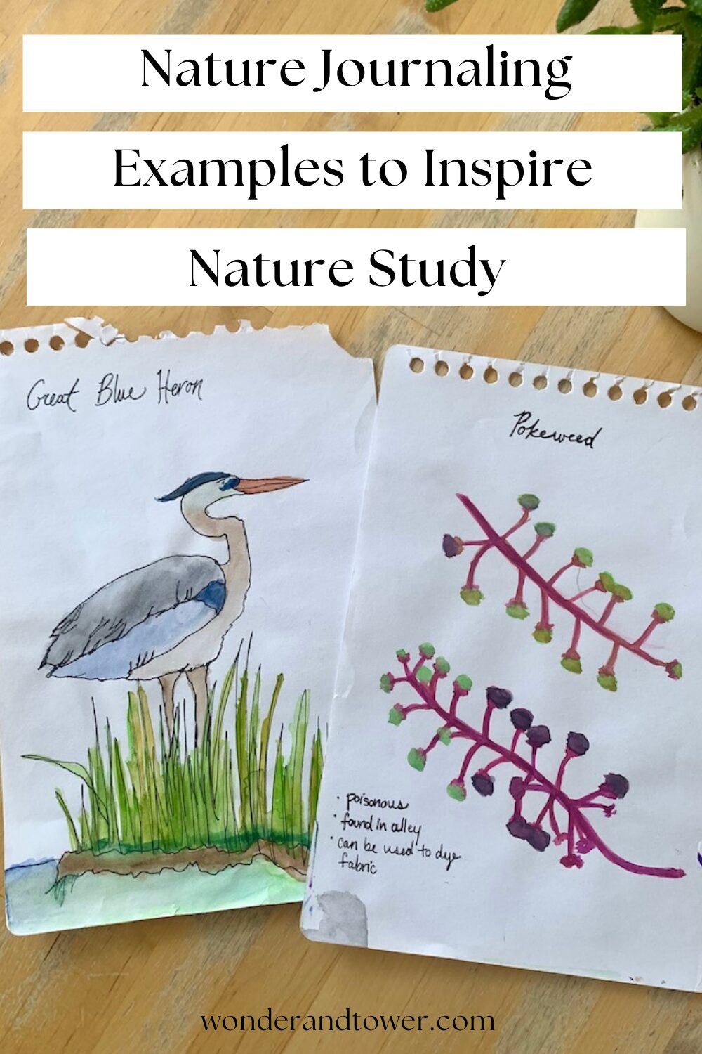 nature journaling examples