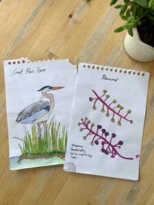 nature journaling examples