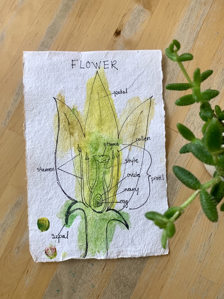 nature journaling examples for students